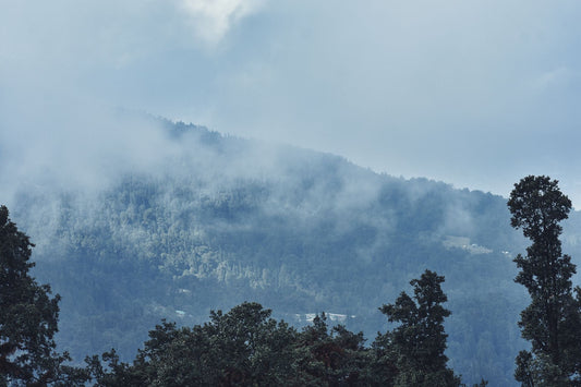 Misty forested mountains — the wild high country