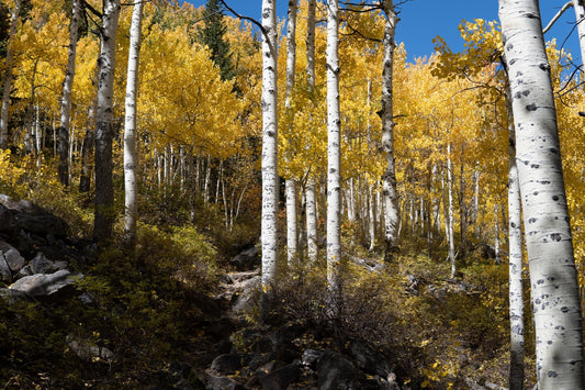 Golden autumn forest in Utah — sacred wild nature