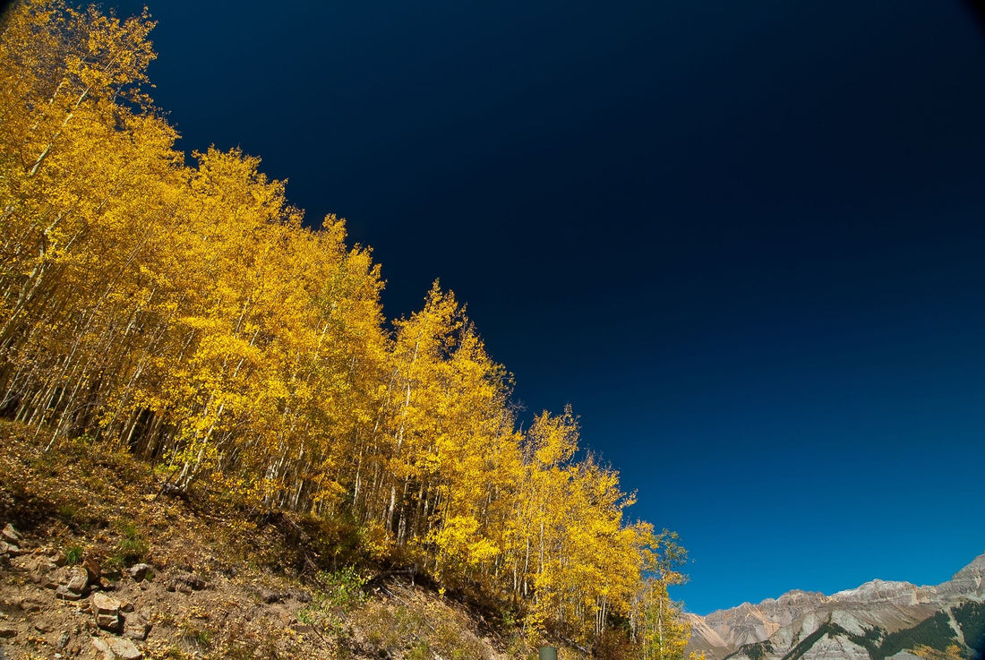 Golden aspen forest in autumn — vitality and renewal