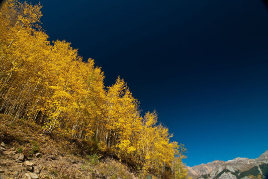 Golden aspen forest in autumn — vitality and renewal